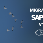 Birds migrating in V formation blog image for N'ware Technologies blog